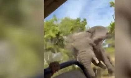 Ζάμπια: Ελέφαντας επιτέθηκε σε φορτηγάκι και σκότωσε Αμερικανίδα τουρίστρια- Σοκαριστικό βίντεο