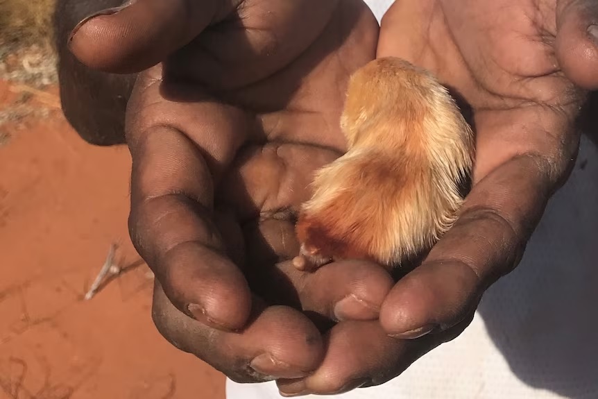 Σπάνιες φωτογραφιές του «κακαρατούλ», του μικρού θηλαστικού της Αυστραλίας