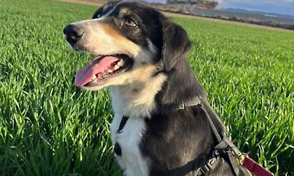 Απίστευτο: Έχασε τη σκυλίτσα του στα ελληνοτουρκικά σύνορα και τη βρήκε 1 χρόνο μετά στη Σερβία!