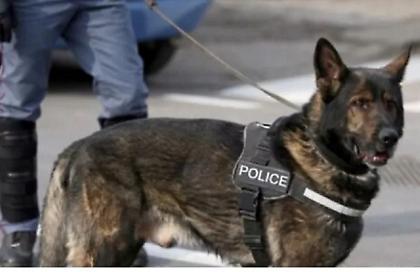 Ηγουμενίτσα: Φορτηγό - ψυγείο μετέφερε αντί για τρόφιμα 60 κιλά κοκαΐνης - Τη... μύρισε ο Βλαντ