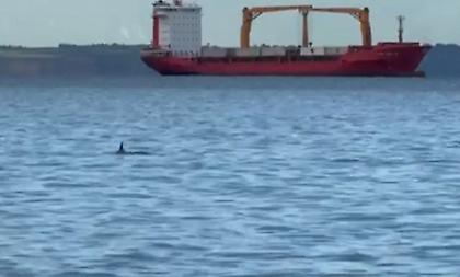 Δελφίνια έκαναν το πρωί τη... βόλτα τους στο Θερμαϊκό