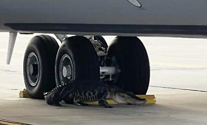 Αλιγάτορας «συνελήφθη» να κάνει βόλτες σε αεροπορική βάση στη Φλόριντα