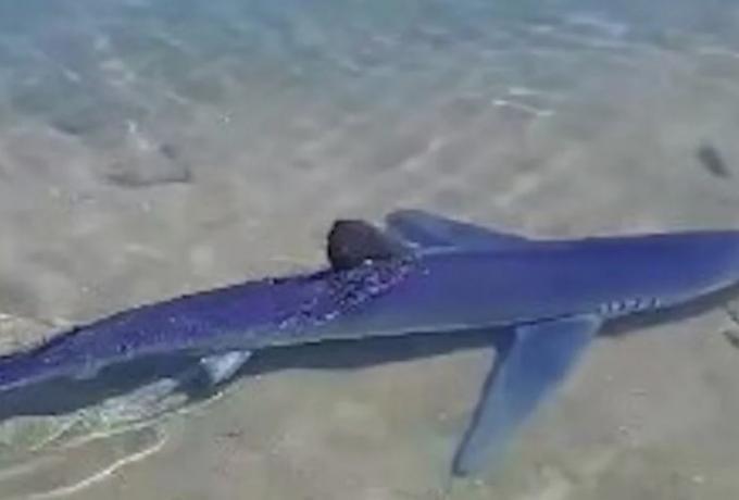 Καρχαριοειδές εντοπίστηκε στη μαρίνα Γλυφάδας