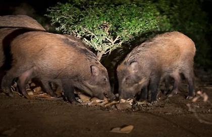 Αγριογούρουνα στη μέση του δρόμου σε χωριό της Ναυπακτίας