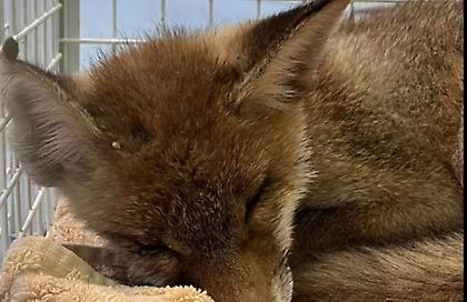 Θύμα τροχαίου έπεσε ένα μικρό αλεπουδάκι στη Χαλκιδική