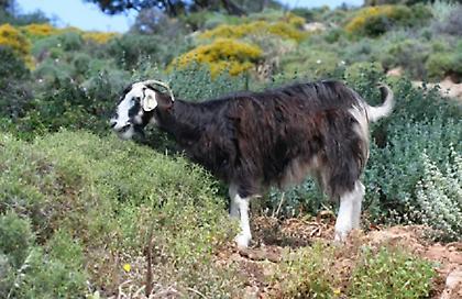 Ηλικιωμένη πέθανε στη Λαμία ύστερα από... χτύπημα τράγου - Μολύνθηκε από σπάνιο μικρόβιο!