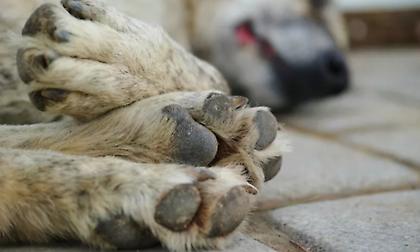 Καταδικάστηκε 55χρονος στη Θεσσαλονίκη που πυροβόλησε με αεροβόλο αδέσποτο σκύλο