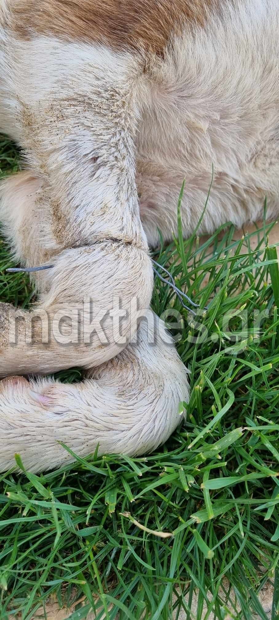 Αποτροπιασμός στη Χαλκιδική: Έδεσαν με σύρμα σκύλο και τον άφησαν στο δρόμο