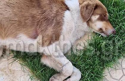 Αποτροπιασμός στη Χαλκιδική: Έδεσαν με σύρμα σκύλο και τον άφησαν στο δρόμο