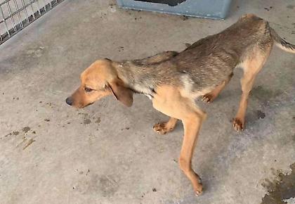 Τρίπολη: Εντολή για εισαγγελική έρευνα μετά τις καταγγελίες για υποσιτισμένα ζώα στο δημοτικό καταφύγιο