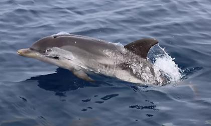 Θεσσαλονίκη: 105 δελφίνια καταγράφηκαν στον Θερμαϊκό Κόλπο!
