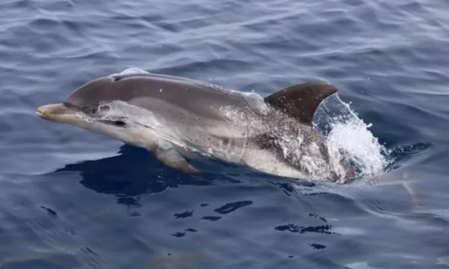 Θεσσαλονίκη: 105 δελφίνια καταγράφηκαν στον Θερμαϊκό Κόλπο