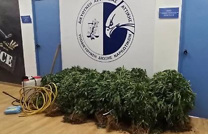 Εφτιαξε θερμοκήπιο... κάνναβης: 143 δενδρύλλια σε γλάστρες καλλιεργούσε άνδρας στη Θεσσαλονίκη