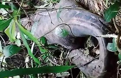 Tρόμος στην Ινδονησία: Πύθωνας 5 μέτρων καταβρόχθισε γυναίκα