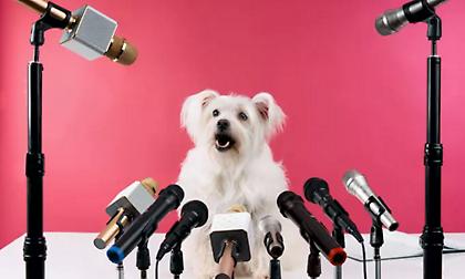 Τι θέλουν να μας πουν τα σκυλιά μας - Η Τεχνητή Νοημοσύνη απαντά!