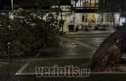 Δυνατό μπουρίνι στην Βέροια έριξε δέντρα και κολόνες φωτισμού - Δεκάδες κλήσεις στην Πυροσβεστική