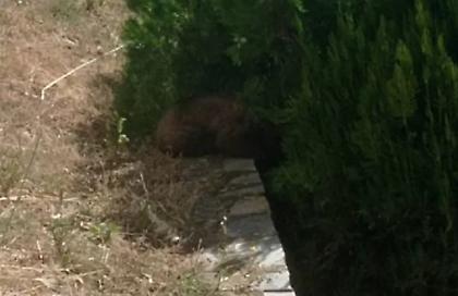 Απεγκλώβισαν αρκουδάκι 6 μηνών από προαύλιο χώρο ξενοδοχείου στην Καστοριά