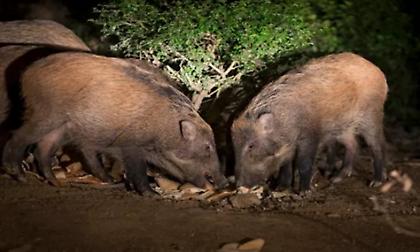 Αγριογούρουνα ποδοπάτησαν 46χρονο στα Τρίκαλα - Στο νοσοκομείο με πολλαπλά κατάγματα