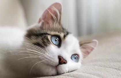 Συνελήφθη 33χρονος στη Θεσσαλονίκη που βούτηξε το κεφάλι γάτας σε ποτήρι με μπύρα