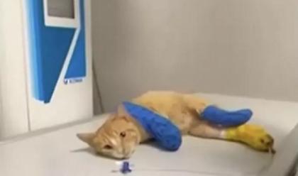 Εισαγγελική έρευνα για τον ακρωτηριασμό γάτας «από ανθρώπινο χέρι» στη Θεσσαλονίκη