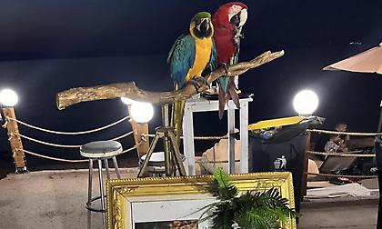 Πρόστιμο 20.000 ευρώ σε ιδιοκτήτη ξενοδοχείου στη Χαλκιδική που είχε παπαγάλους ως «κράχτες»