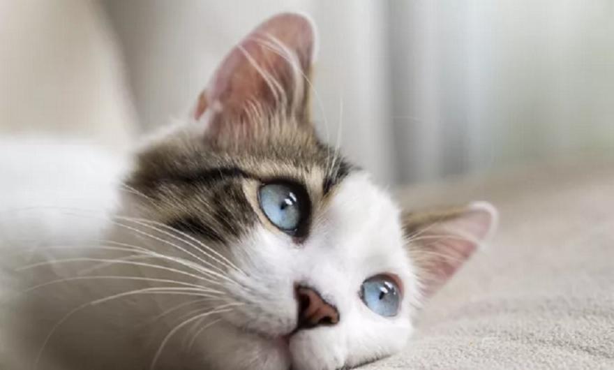 Θεσσαλονίκη: Νέο σοκαριστικό περιστατικό με ακρωτηριασμό γάτας στον Λαγκαδά