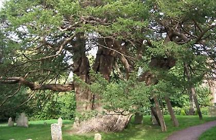 Τραγωδία στο πάρκο των Βρυξελλών: Σκοτώθηκε βρέφος όταν κλαδί δέντρου έπεσε στο καρότσι του