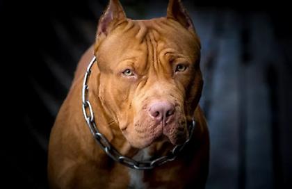 Κακουργηματική δίωξη σε 40χρονο για τον θάνατο ενός πιτ – μπουλ στη Θεσσαλονίκη