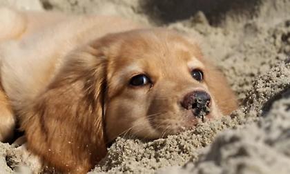 Τουρκία: Σφοδρές αντιδράσεις για το νέο νομοσχέδιο που επιτρέπει τη θανάτωση αδέσποτων σκύλων