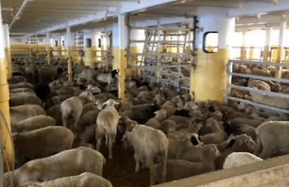 Τα μέτρα κατά της πανώλης στα αιγοπρόβατα: Ζώνες προστασίας, δείγματα και θανατώσεις ζώων - Αύριο τα πρώτα αποτελέσματα