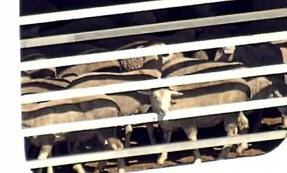 Σε κατάσταση Ειδικής Κινητοποίησης για την πανώλη των μηρυκαστικών η Περιφέρεια Θεσσαλίας