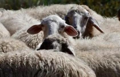 Κλείνουν τα σφαγεία της Θεσσαλίας έως και την ερχόμενη Παρασκευή - Δείτε όλα τα μέτρα