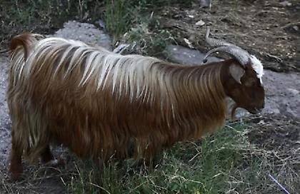 Πανώλη στα αιγοπρόβατα: Βρέθηκε ένα ακόμη κρούσμα στο Κυψαλοχώρι Λάρισας - Νέες ζώνες προστασίας - Δείτε χάρτη