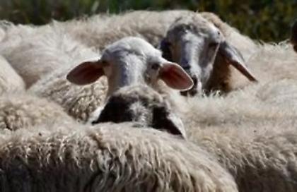 Περιοριστικά μέτρα στην Αχαΐα για την εξάπλωση της πανώλης