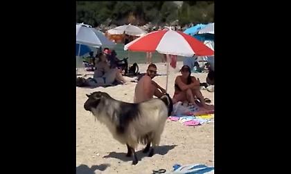 Απίστευτο: 2 τράγοι και 3 κατσίκες έκαναν «ντου» σε παραλία στην Πάργα!