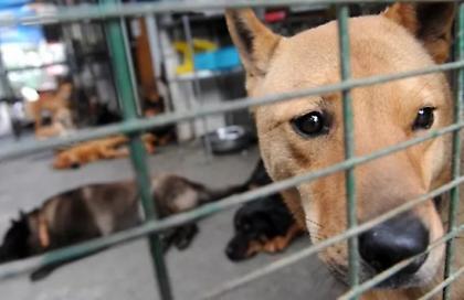 Τουρκία: Ψηφίστηκε το αμφιλεγόμενο νομοσχέδιο για τους αδέσποτους σκύλους παρά τις έντονες αντιδράσεις