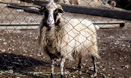 Kρήτη: Κρούσματα πανώλης αιγοπροβάτων στο Ηράκλειο