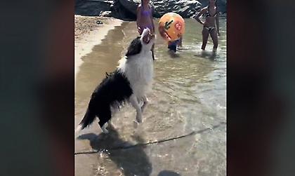 Tips by Markos: Ο σκύλος με τις... φονικές κεφαλιές!