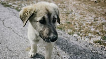 Ιεράπετρα: Σύλληψη γυναίκας για φόλα σε αδέσποτο σκύλο