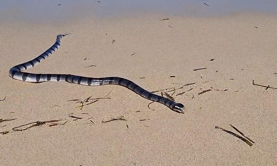 Πήγε για μπάνιο σε παραλία στο Μπαλί κι έσκασε αυτό!
