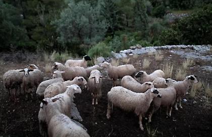 Σταδιακή άρση από σήμερα των περιορισμών λόγω της πανώλης στα μικρά μηρυκαστικά