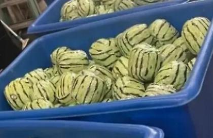 Καρπούζια γεμισμένα με ναρκωτικά αξίας 5 εκατομμυρίων - Δείτε φωτογραφίες