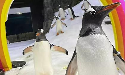 Πέθανε ο Σφεν, ο διάσημος γκέι πιγκουίνος του Σίδνεϊ - Ο σύντροφός του άρχισε να τραγουδάει