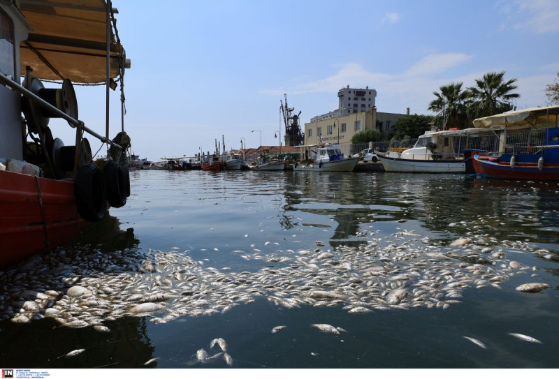 Βόλος: Τοποθετήκε και δεύτερο πλέγμα στον Ξηριά - Μεζές για... καρχαριοειδή τα νεκρά ψάρια