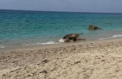 Νεκρές αγελάδες ξεβράζονται σε παραλίες της Λευκάδας