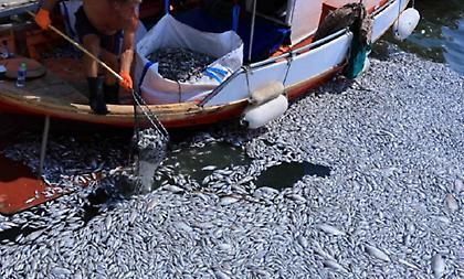 Βόλος: Τοποθετήκε και δεύτερο πλέγμα στον Ξηριά - Μεζές για... καρχαριοειδή τα νεκρά ψάρια