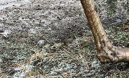 Κακοκαιρία: Χαλάζι και ζημιές στην Κρήτη