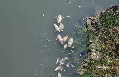 Το Λιμεναρχείο απαγόρευσε το μπάνιο σε δεκάδες παραλίες στον Βόλο λόγω των νεκρών ψαριών