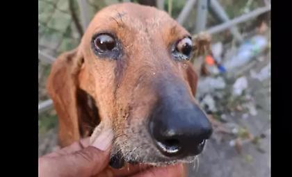 Φρίκη στην Κρέστενα: Έδεσαν τυφλό σκυλάκι και τον πέταξαν σε ποτάμι