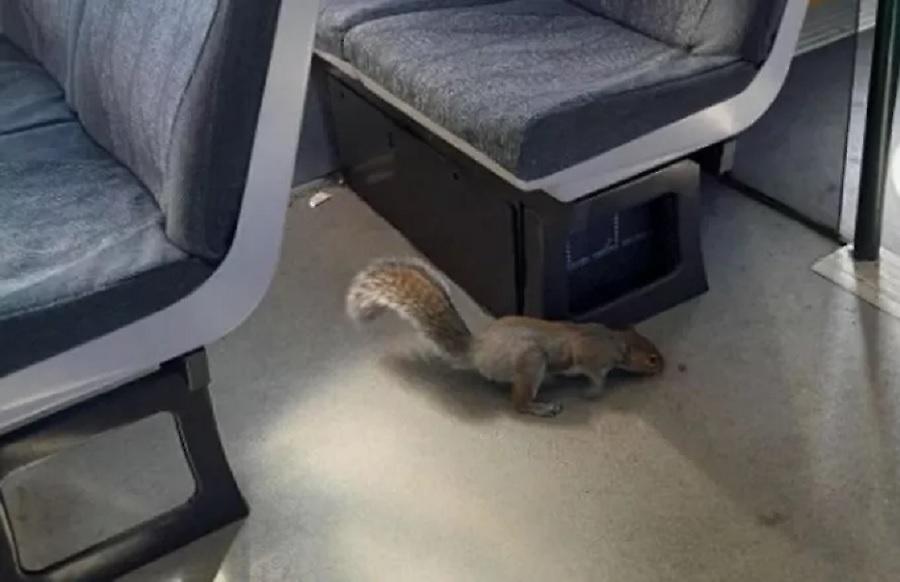 Λαθρεπιβάτες σκίουροι μπήκαν σε βαγόνι τρένου στη Βρετανία και... δεν έβγαιναν - Ακυρώθηκε το δρομολόγιο!